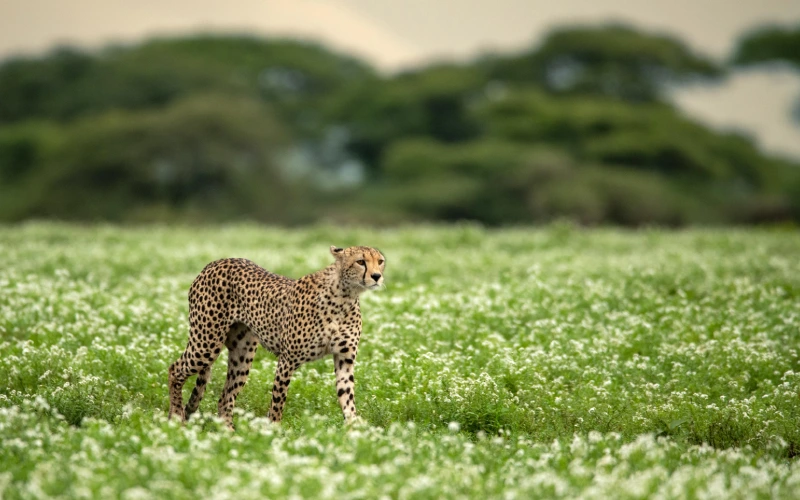 Featured Serengeti NP (133)